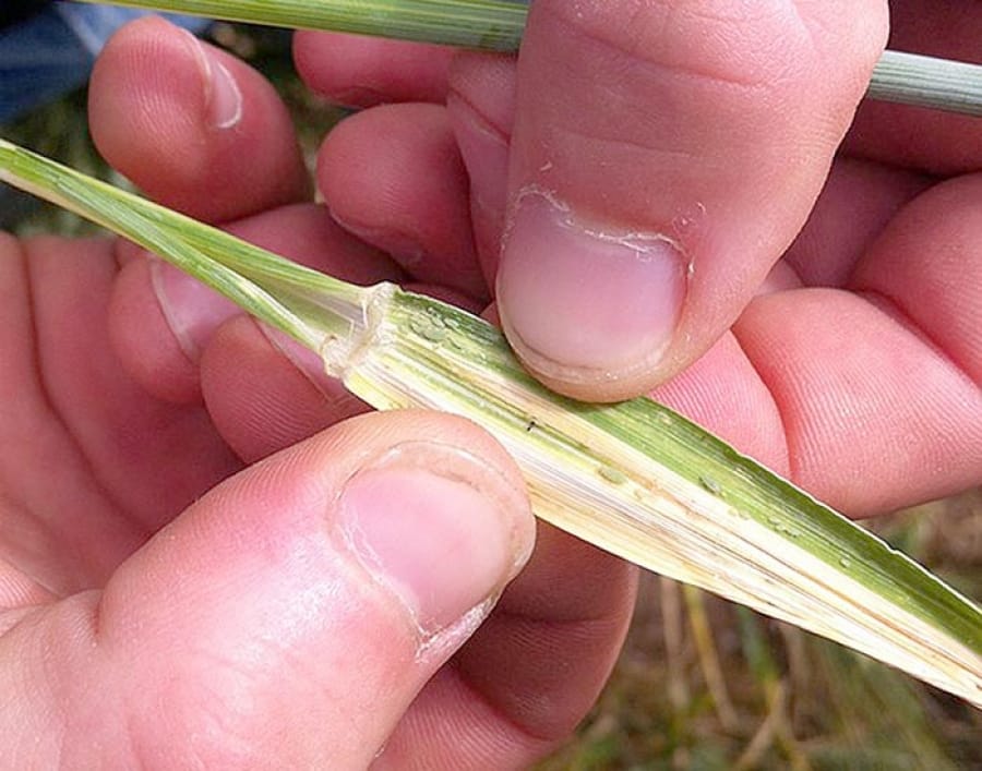 Russian wheat aphid reported at Kadina