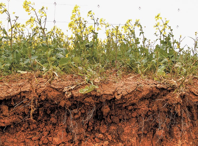 Quest for best crops in high strength soils