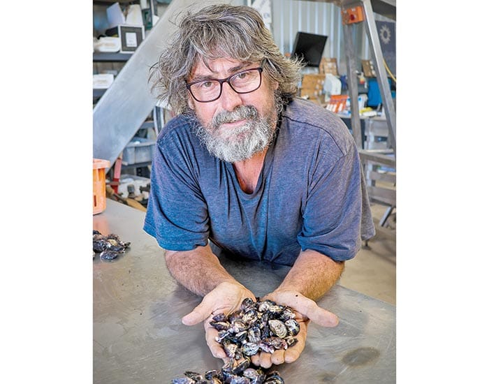 Shuck it up: No answers yet for oyster growers