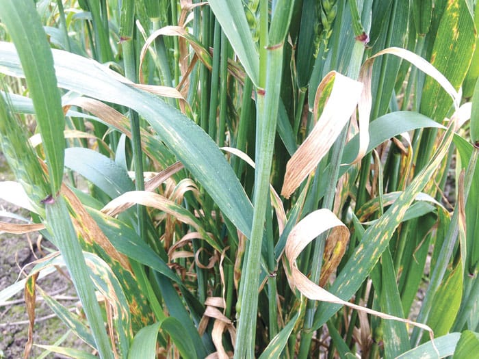 New research to focus on wheat disease