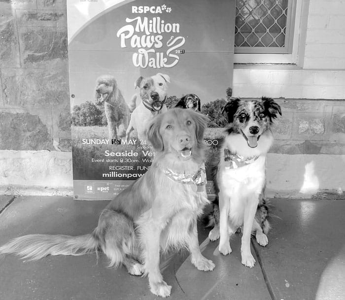 Million Paws Walk headed for Wallaroo