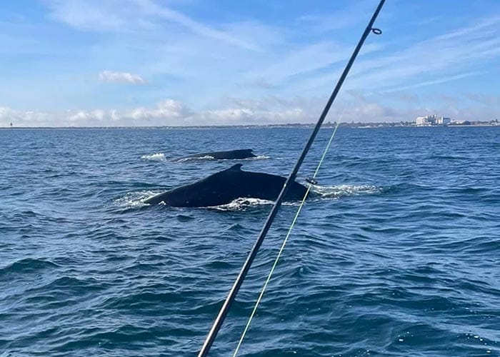 Whale of a time near Wallaroo