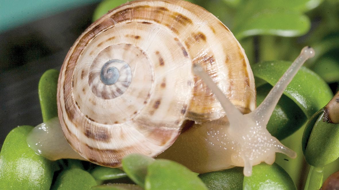 Be ready to bait for snails