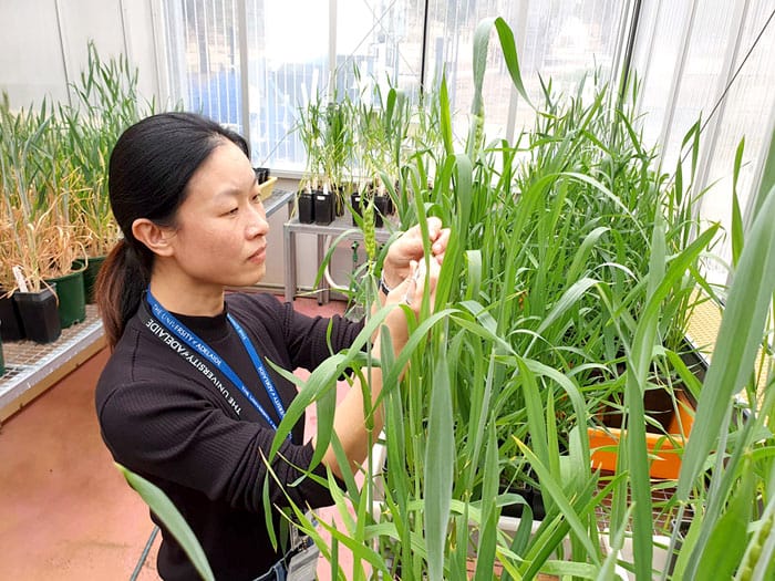 Genetic hope in fight against wheat blight