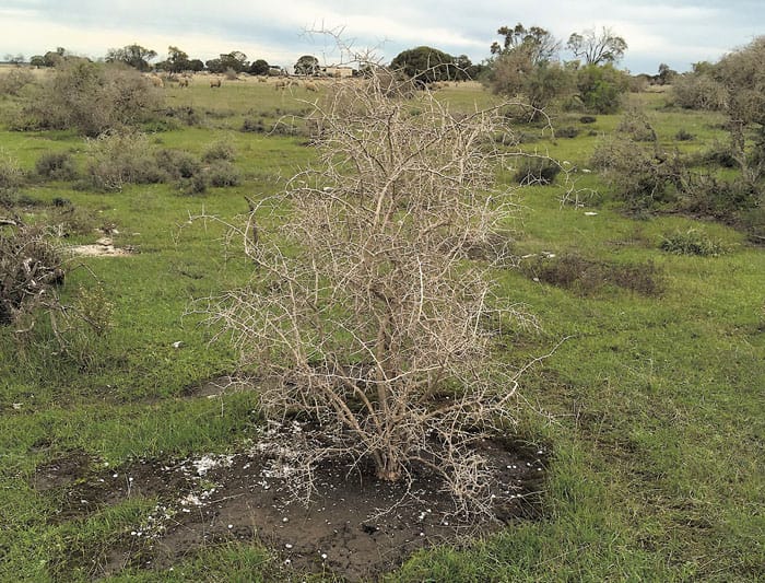 The answer to a thorny problem: boxthorns reduced to skeletons