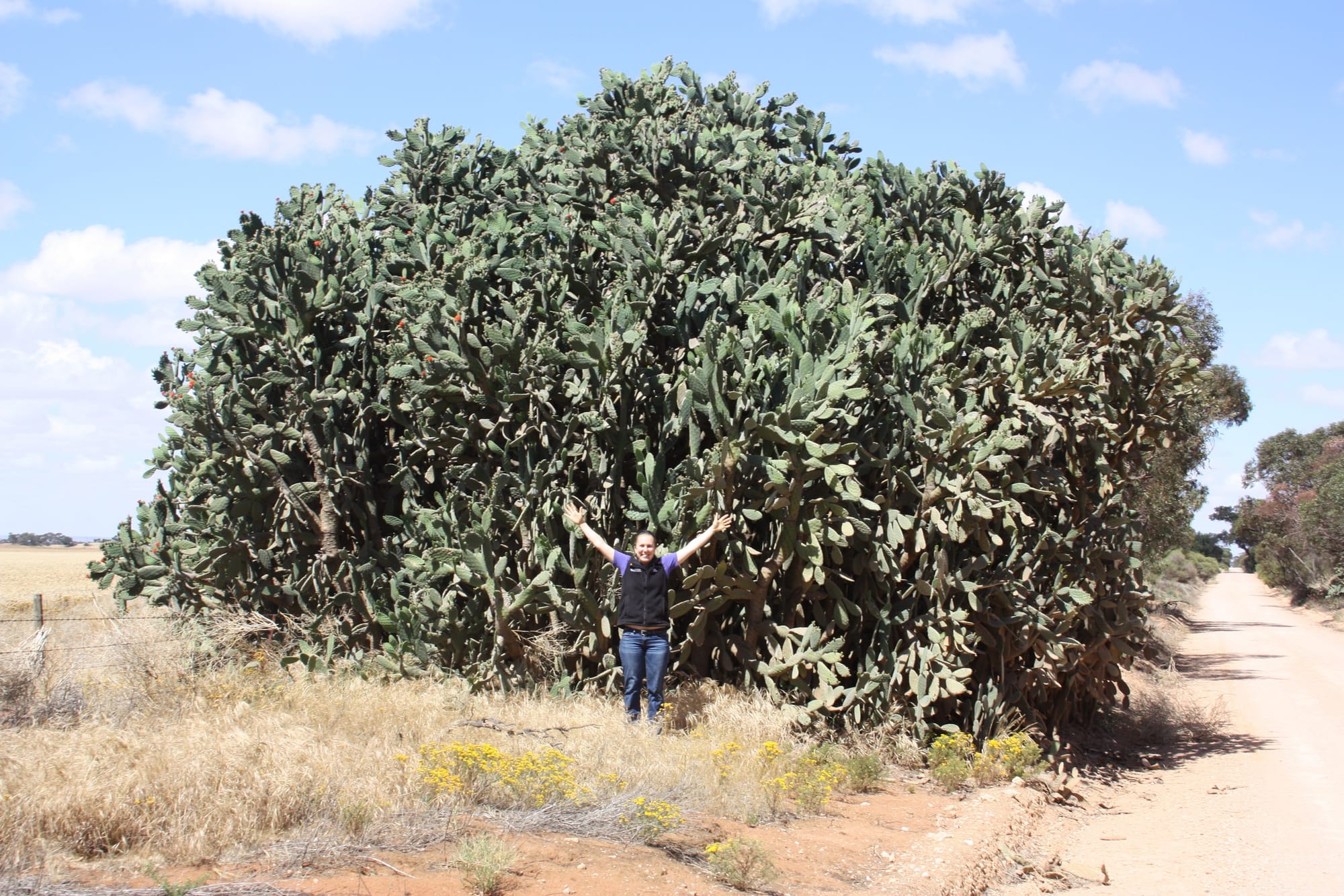 Help needed for cacti control