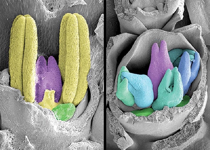 Cracking the code for better barley crops