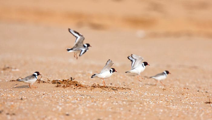 Increase in hooded plovers