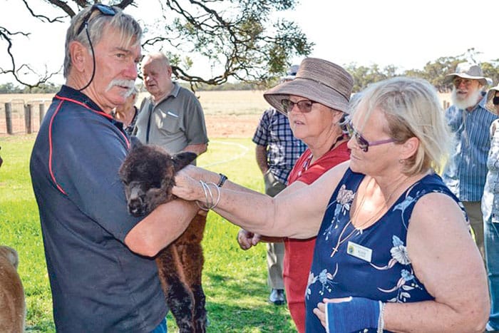 Minlaton Probus members enjoy an alpaca adventure