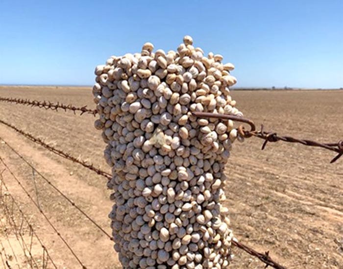Garlic stops snails in tracks