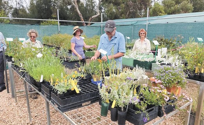Australian Plants Society natives sale at Kadina