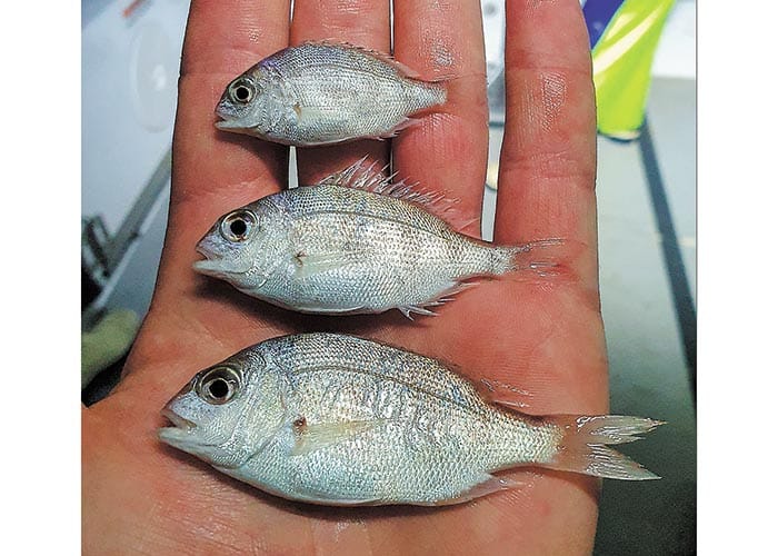 Baby boost for Spencer Gulf snapper stock