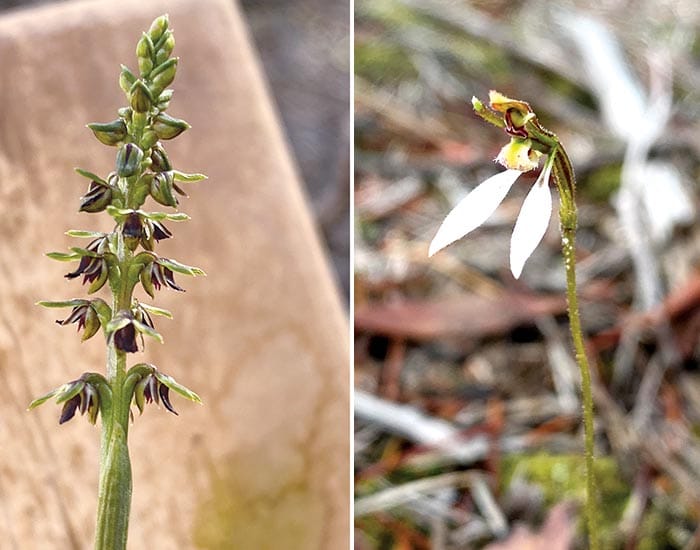 Yorke Peninsula’s native orchids