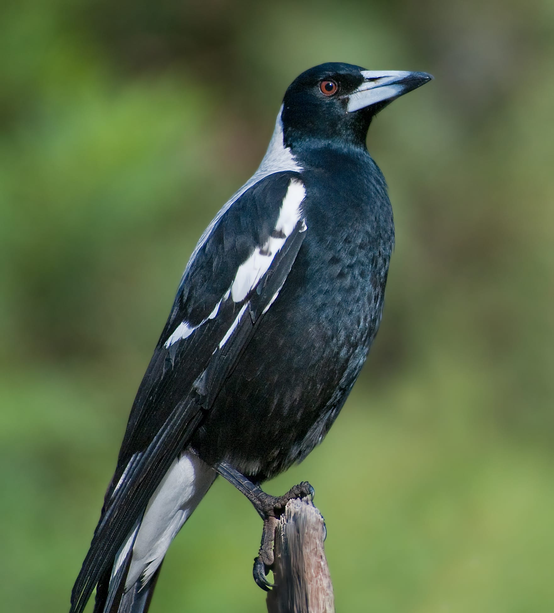 Look out! Magpies about