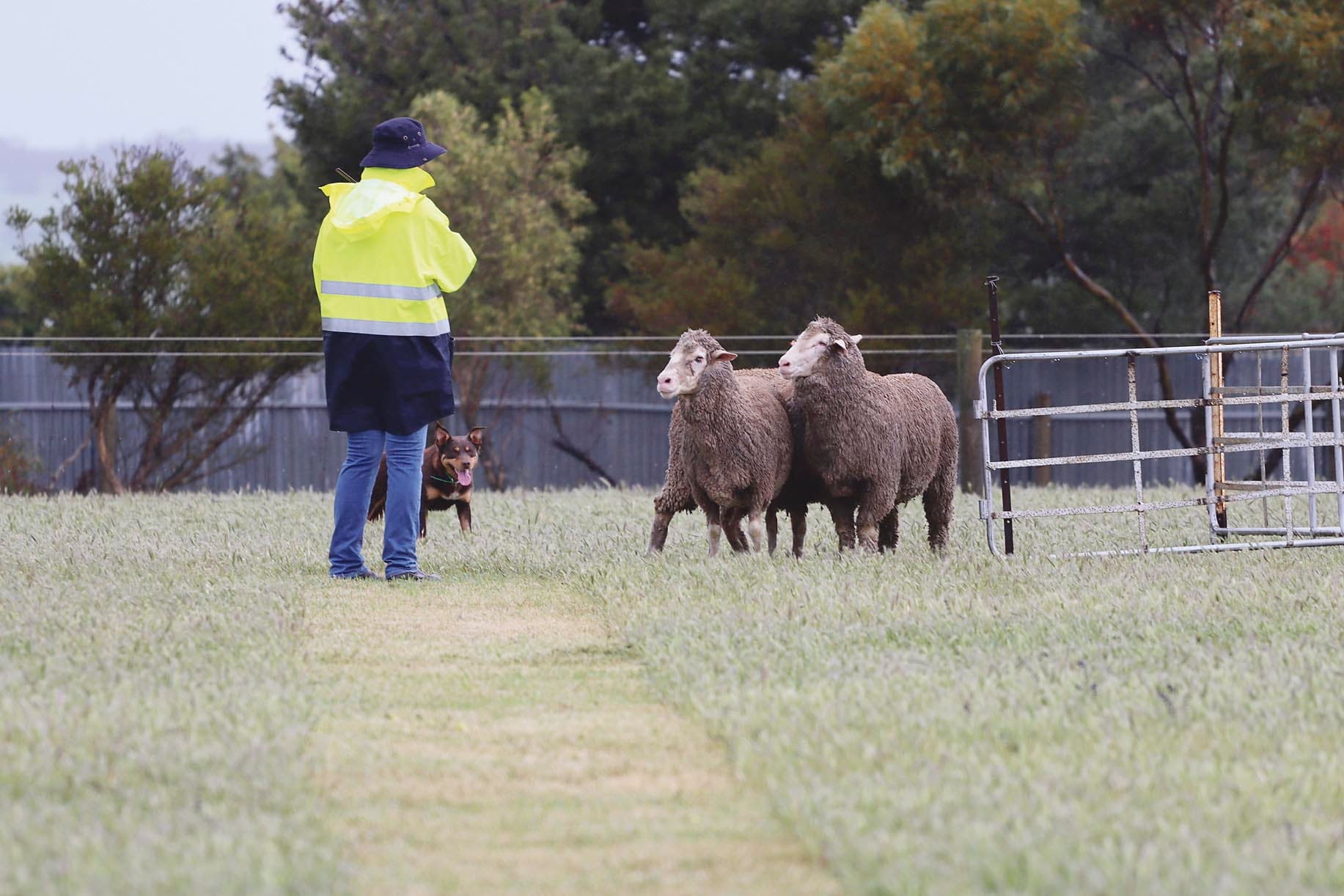 Owners put training to test at sheepdog trials