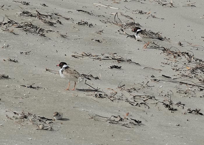 Hooded plover chicks hatch