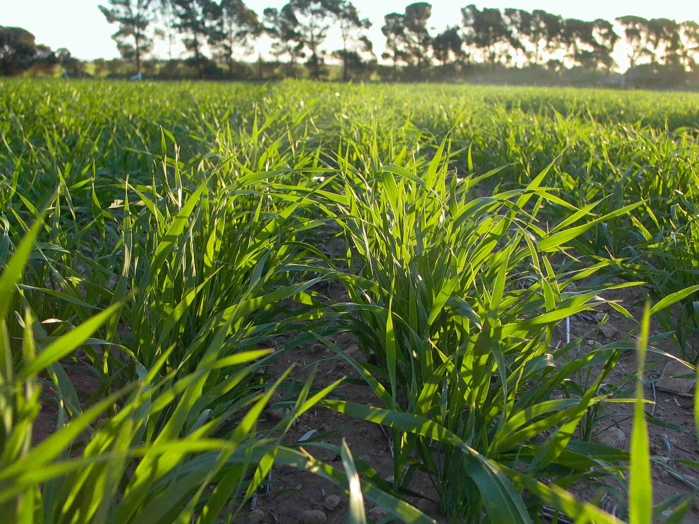 Seeking solutions to improve soils