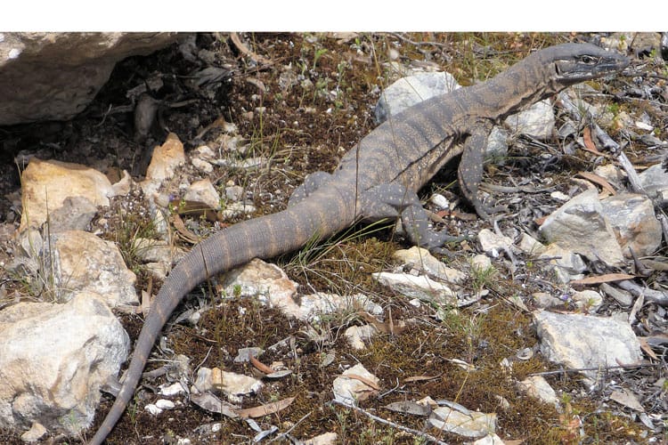 Reptiles return to SYP