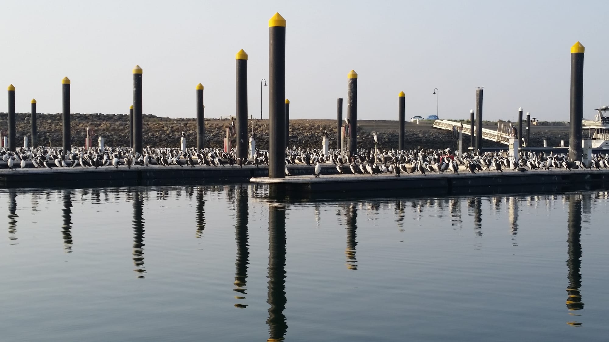 Bigger fish to fry in shag drama