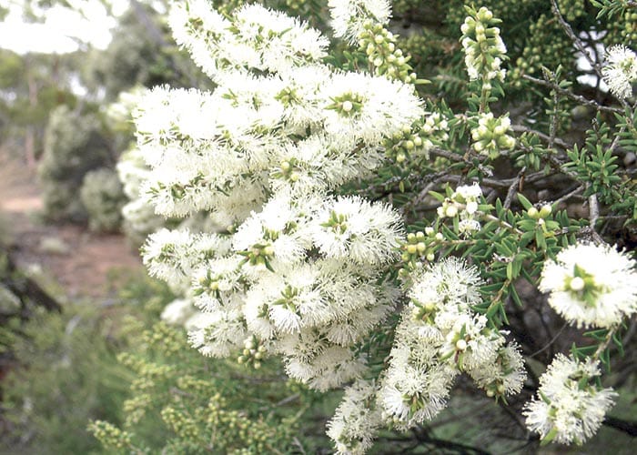 Tree Scheme orders are now open