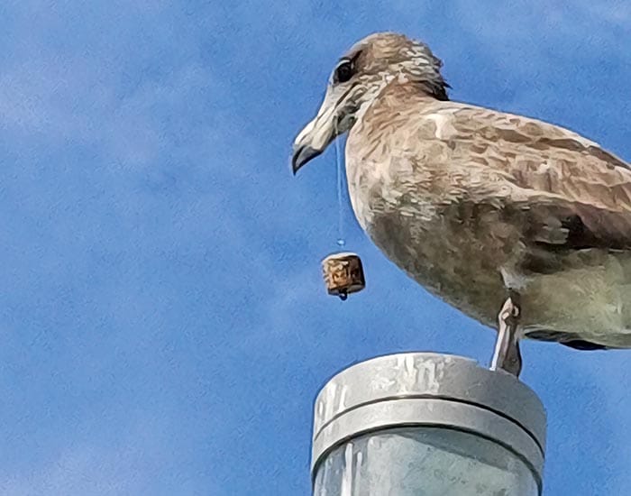 Fishers urged to adopt bird-safe practices