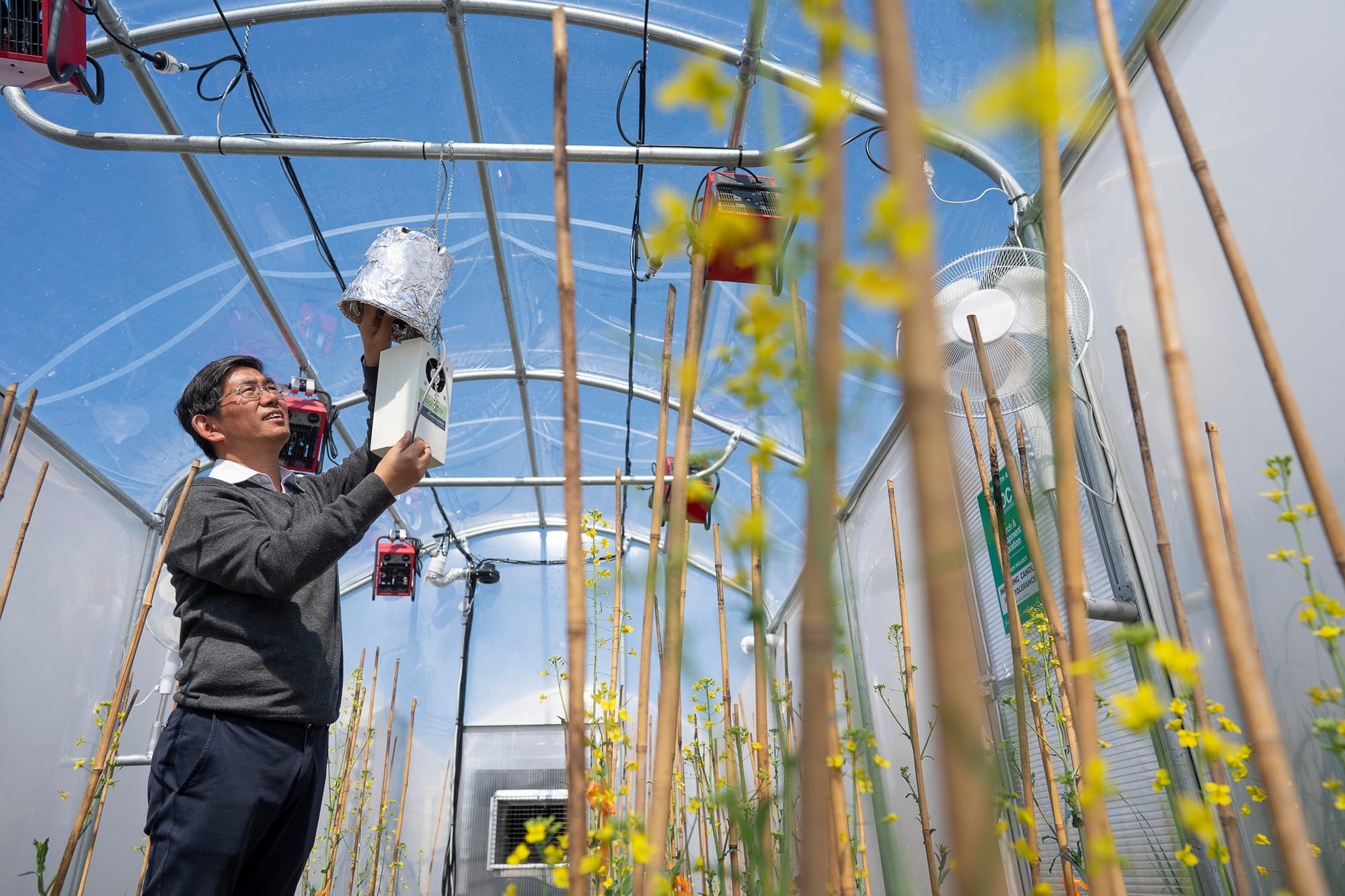 Gene research underway to help make canola more heat tolerant
