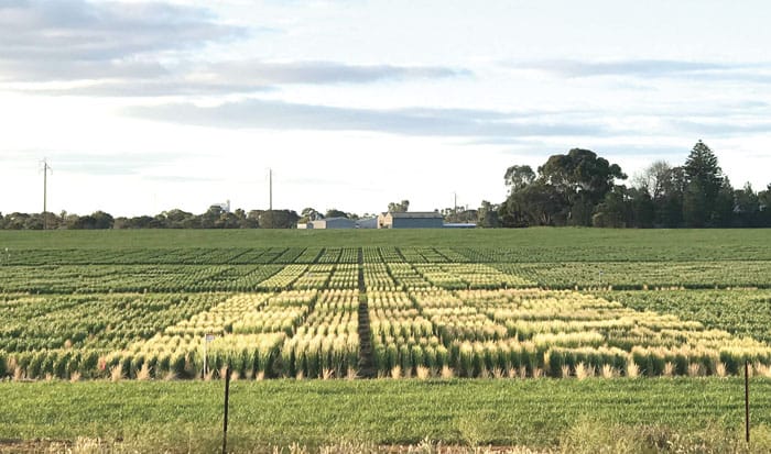 Big cost of spring frost