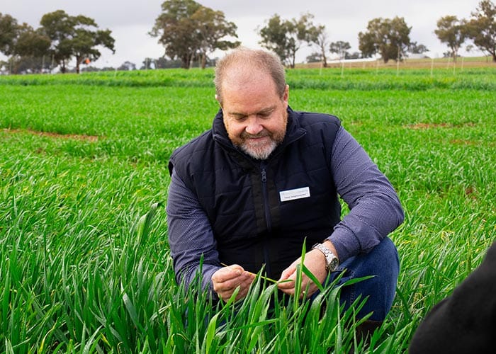 Updated NVT disease ratings a vital tool for looming stripe rust risk