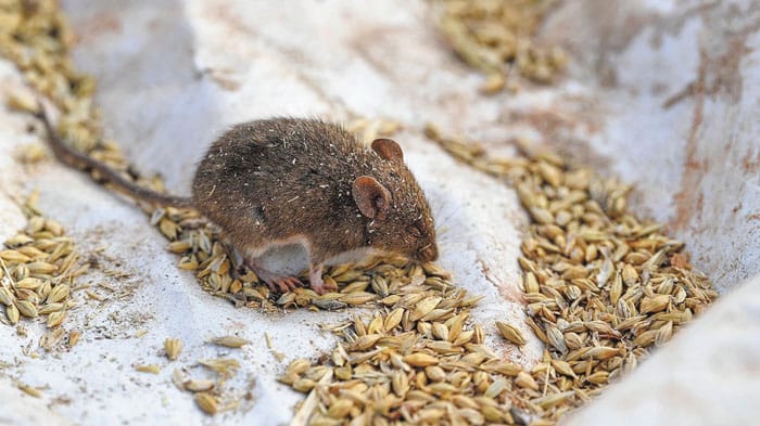 Double-strength bait appraisal