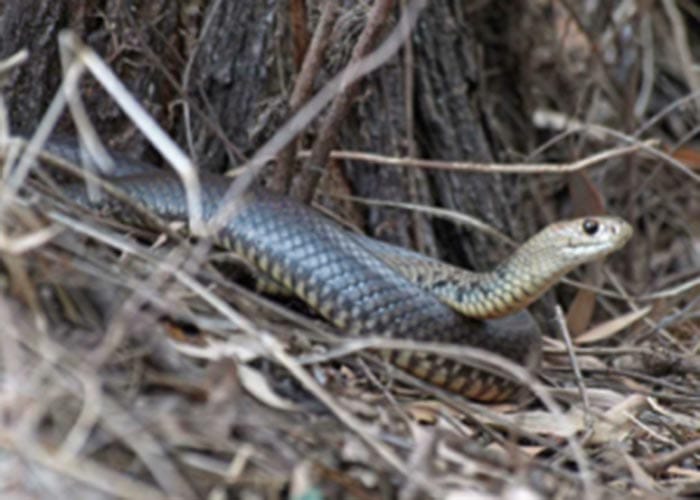 Snakes starting to slither out of hiding