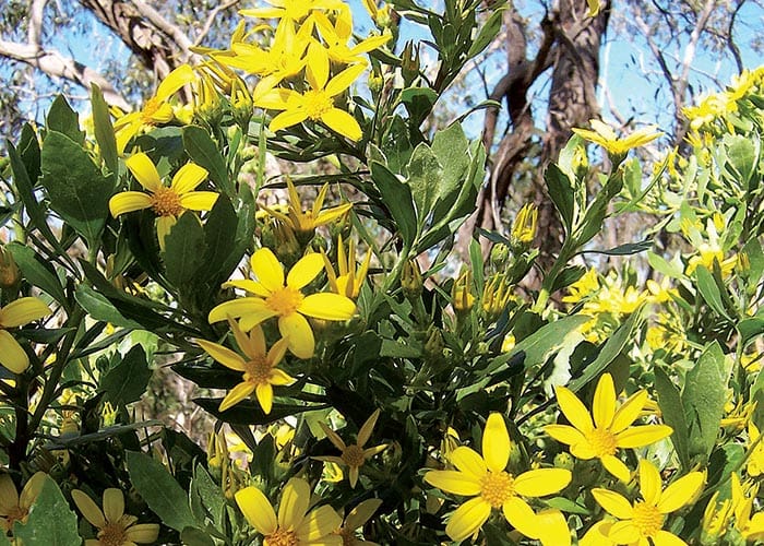 High alert for boneseed outbreaks