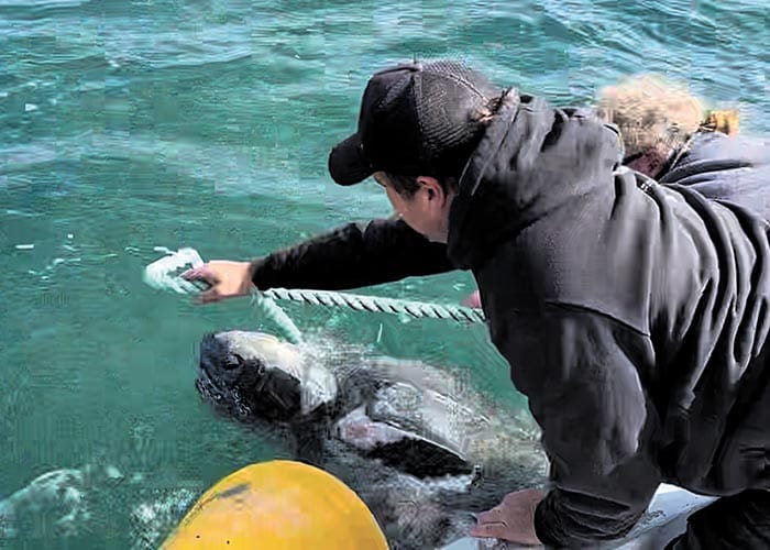 Terrific turtle rescue off Stansbury coast