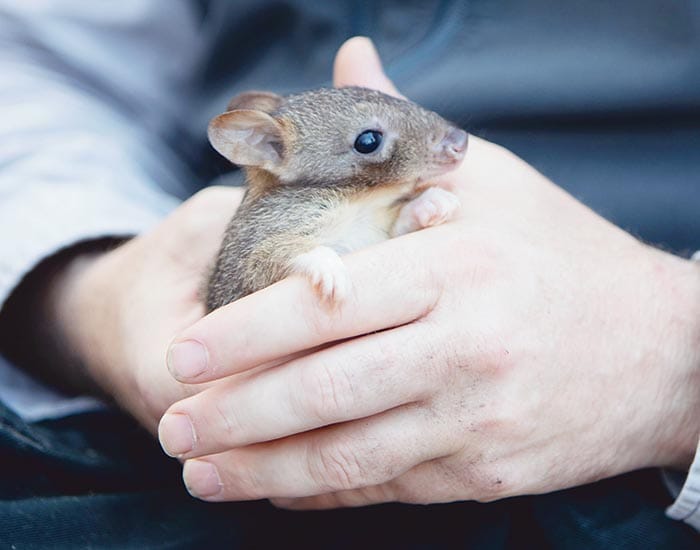 Marna Bangarra to expand