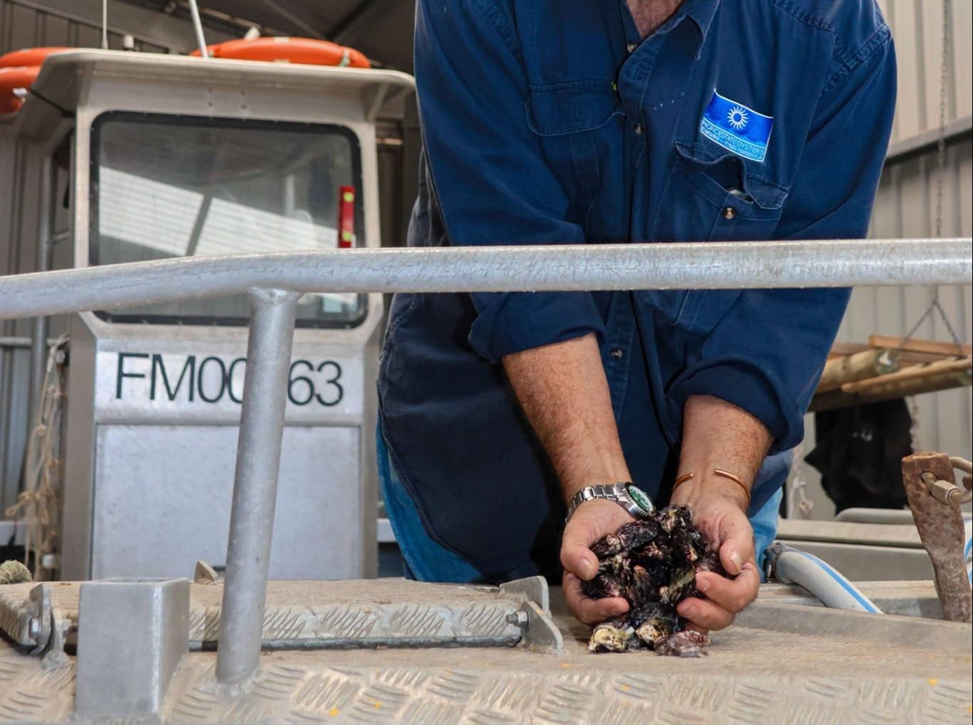 Brevetoxin in Stansbury oysters at concerning levels