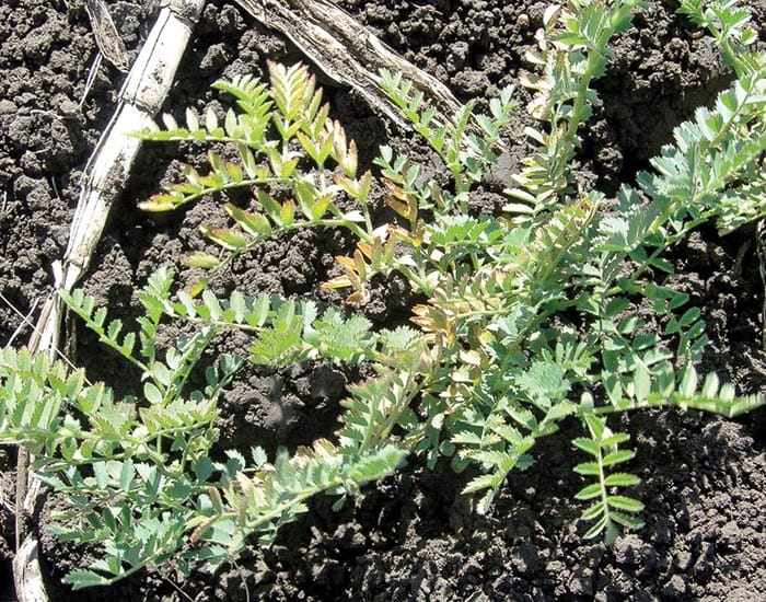 GRDC tackles potassium loss in cropping soils