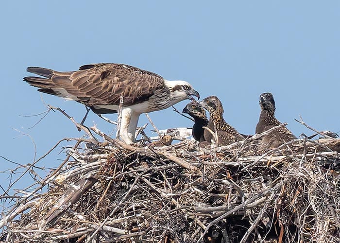 They grow up too fast