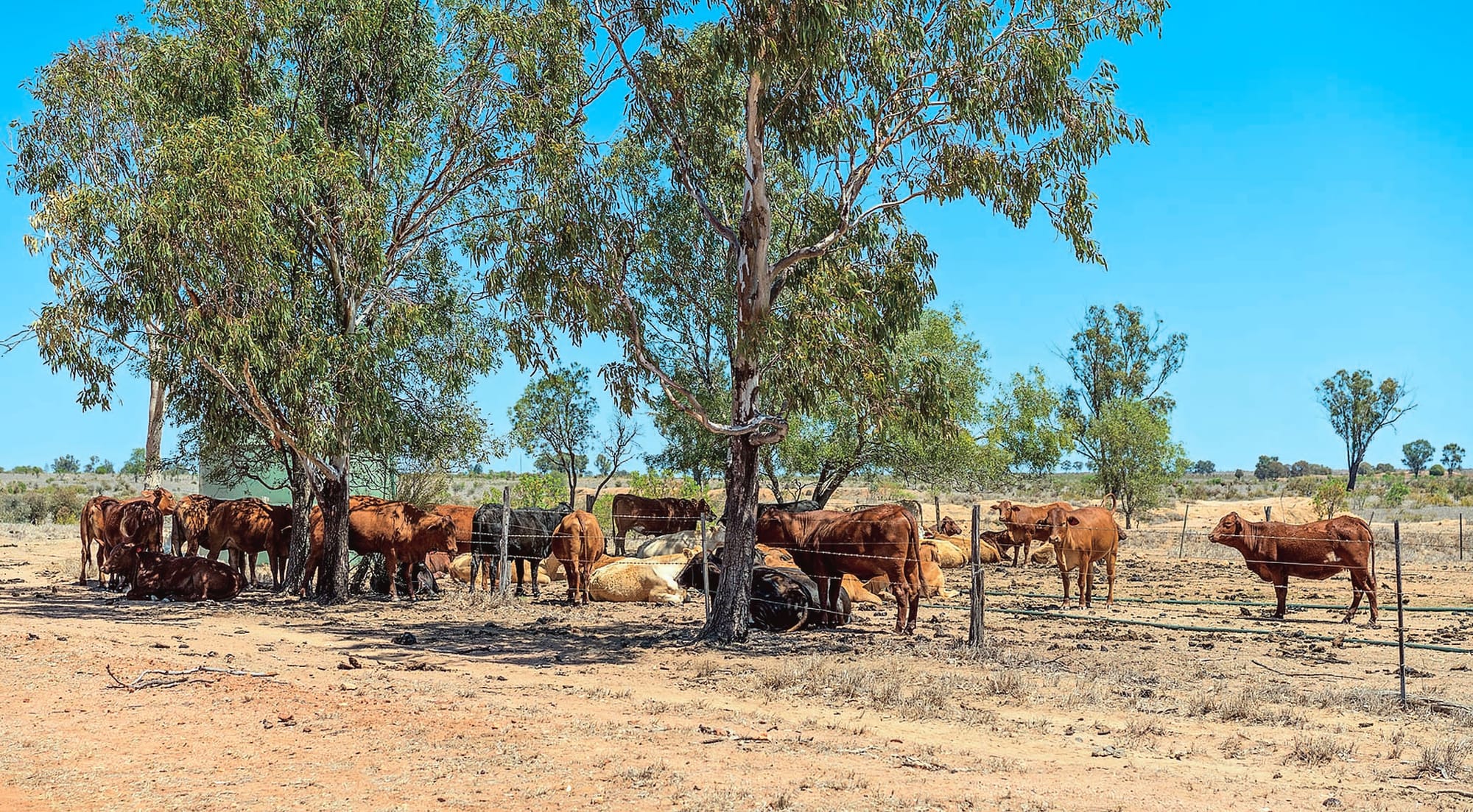 Biosecurity Act open for consultation