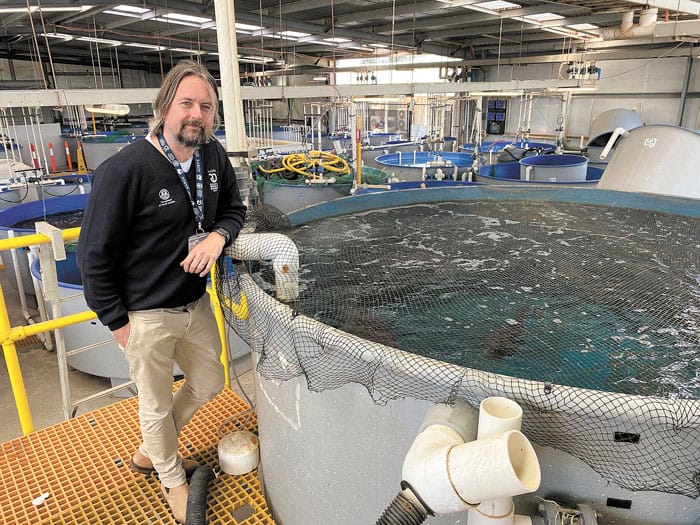 Race to save our snapper