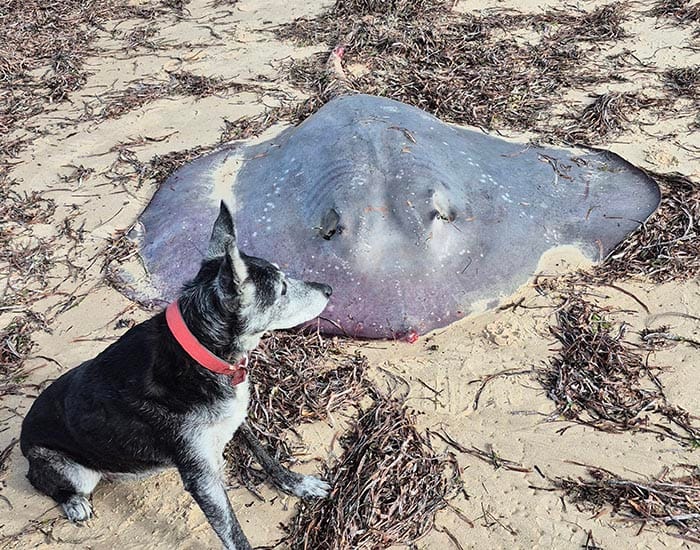 Oyster closure hits Port Vincent waters