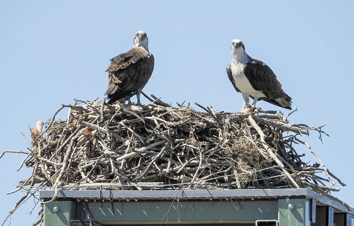 New life for local osprey
