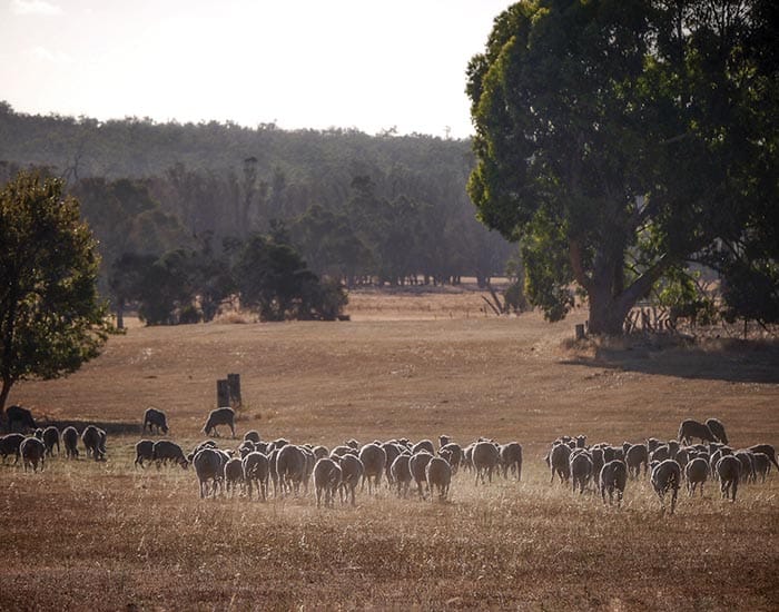 Help to restore native vegetation on private land