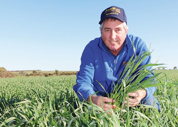 Subsoil moisture helping to keep grain season on track