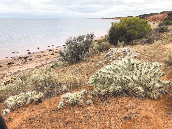 Prickly problem at Tickera