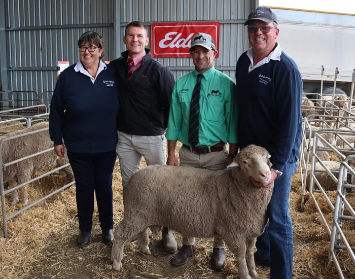 Poll Merinos and Dohnes on offer at Babirra