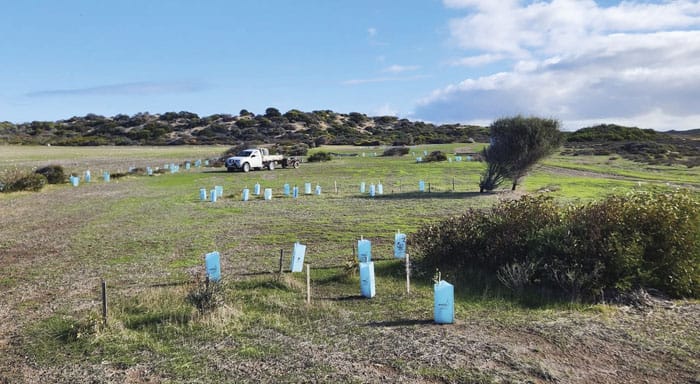 Leaf a lasting legacy with Trees for Life