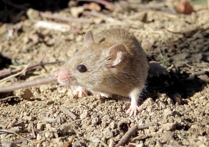 Growers warned of mouse activity increase