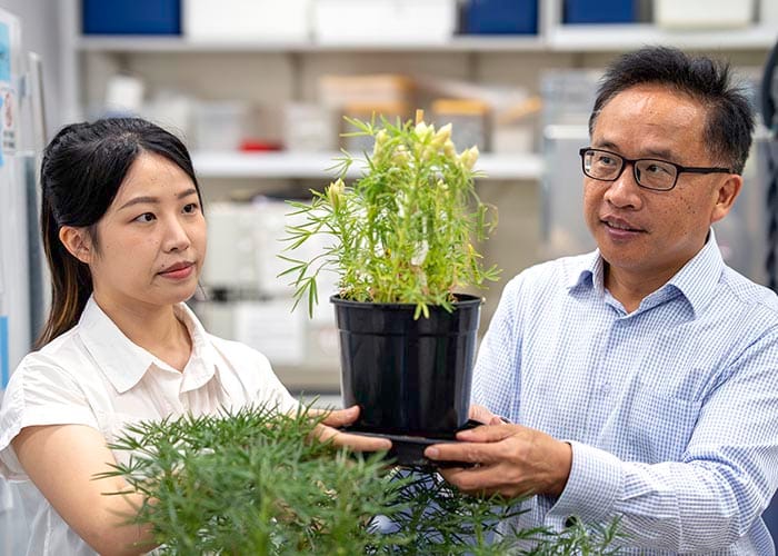 Going loopy for lupin