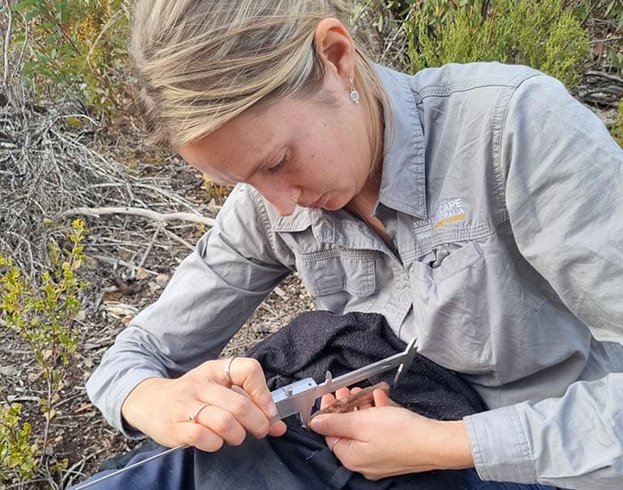 Yalgiri doing well in drought