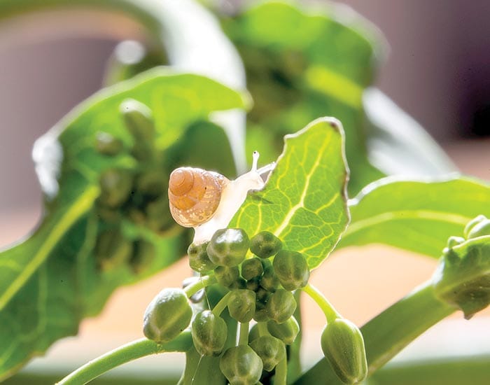 New project targets snail and slug control in grain crops