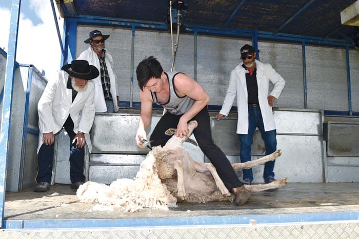 Sheep thrills for the whole family